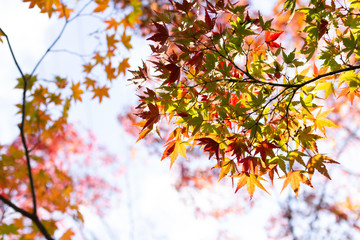 秋の紅葉と緑の葉っぱ