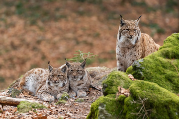 Lynxes in the Bavarian Forest, Germany.