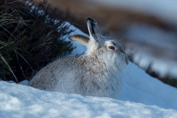 Obraz premium Mountain Hare in Snow