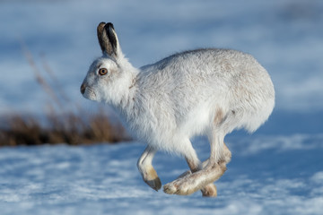Mountain Hare in Snow © Simon Stobart