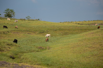 Extensive beef cattle rearing in southern Brazil
