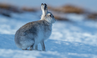 Mountain Hare in Snow