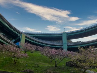 静岡県 伊豆の早咲き桜 河津桜
