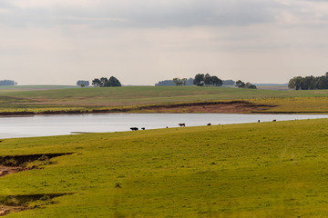 Fototapeta premium Extensive beef cattle rearing in southern Brazil
