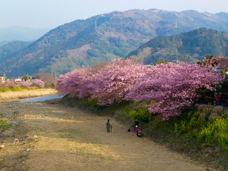 静岡県 伊豆の早咲き桜 河津桜