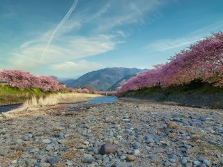 静岡県 伊豆の早咲き桜 河津桜