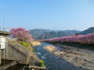 静岡県 伊豆の早咲き桜 河津桜