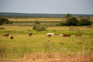Fototapeta na wymiar Extensive beef cattle rearing in southern Brazil