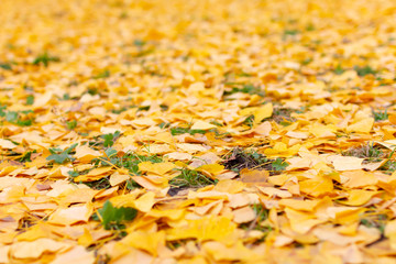 京都御所のイチョウの枯れ葉