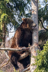 Brown bear sitting on a tree in the Bavarian Forest, Germany.