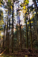 JP Ohara Pines Sun rays vert