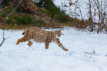 Lynxes in the Bavarian Forest, Germany.