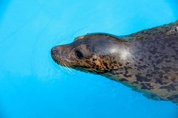 Fototapeta premium seal in the zoo