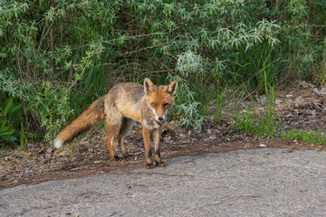 ein Fuchs mit nur einem Auge steht am Straßenrand
