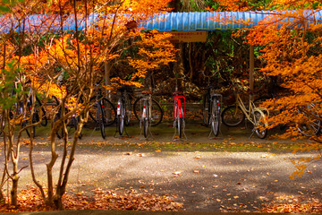 大学の駐輪場の風景と秋の紅葉