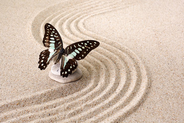 Fototapeta na wymiar Zen garden meditation stone for concentration and relaxation with butterfly. Top view