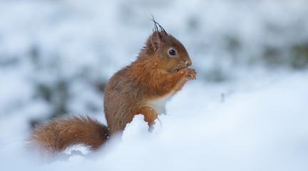 Naklejka na ściany i meble Red Squirrel in Snow