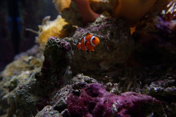 Clown fish