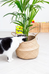 Black and white cat hid his head in a wicker basket with a flower. Vertical photo