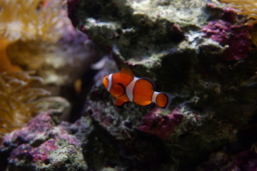 Fototapeta na wymiar Clown fish