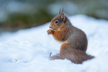 Naklejka na ściany i meble Red Squirrel in Snow