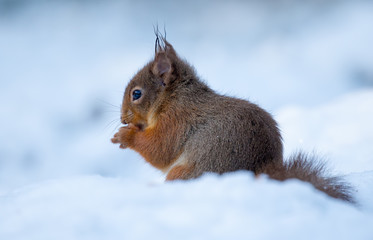 Fototapeta premium Red Squirrel in Snow