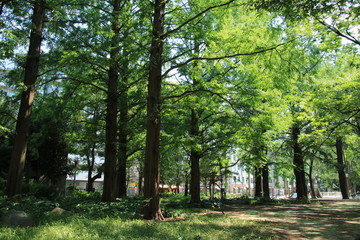 大阪・靭公園の木立