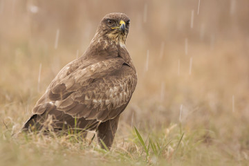 Common buzzard (Buteo buteo) in natural habitat, hawk bird in the grass on the ground, predatory bird close up 