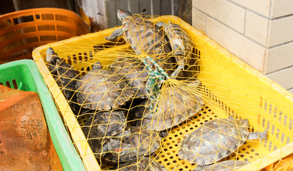 Chinese typical fish and living animals market