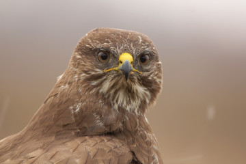 Common buzzard (Buteo buteo) in natural habitat, hawk bird in the grass on the ground, predatory bird close up 