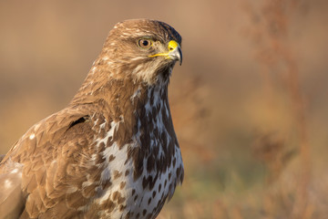 Common buzzard (Buteo buteo) in natural habitat, hawk bird in the grass on the ground, predatory...