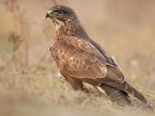 Common buzzard (Buteo buteo) in natural habitat, hawk bird in the grass on the ground, predatory bird close up 