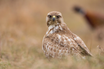 Common buzzard (Buteo buteo) in natural habitat, hawk bird in the grass on the ground, predatory bird close up 