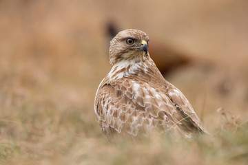 Common buzzard (Buteo buteo) in natural habitat, hawk bird in the grass on the ground, predatory bird close up 