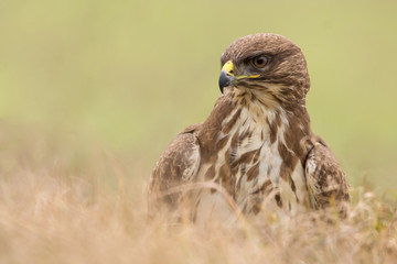 Common buzzard (Buteo buteo) in natural habitat, hawk bird in the grass on the ground, predatory...