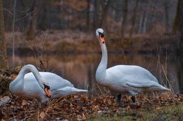 Schwäne am Seeufer