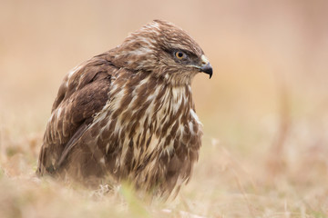 Common buzzard (Buteo buteo) in natural habitat, hawk bird in the grass on the ground, predatory bird close up 