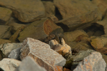 rare species-protected yellow-bellied frog in a reservoir on the Hochkönig mountains