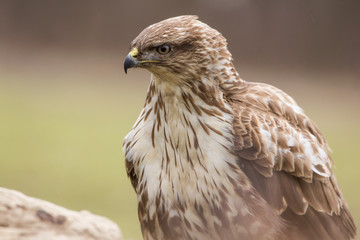 Common buzzard (Buteo buteo) in natural habitat, hawk bird in the grass on the ground, predatory bird close up 