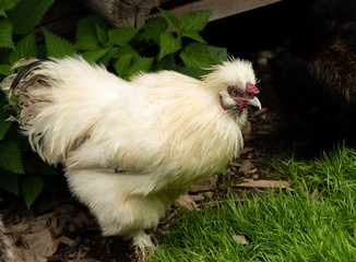 white silk chicken in the Bavarian Alps with wonderful eyes