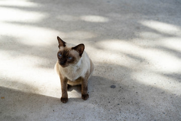 Asian brown and White cat