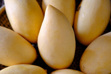 mango on white background