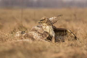 Common buzzard (Buteo buteo) in natural habitat, buzzards fighting for prey in the grass on the...