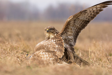 Common buzzard (Buteo buteo) in natural habitat, buzzards fighting for prey in the grass on the ground, agressive predatory hawk birds close up fight 