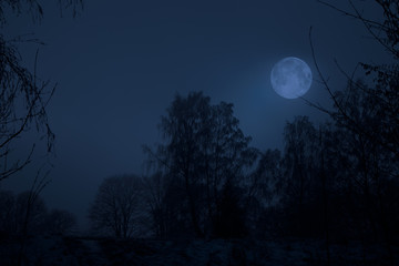 Night Winter Landscape with Moon on Sky and Tree Silhouettes