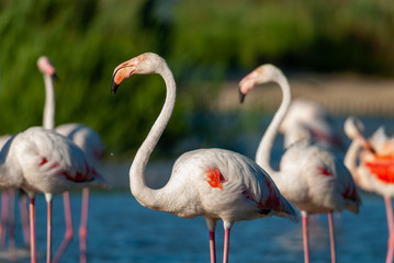 Greater Flamingos in Camargue, France