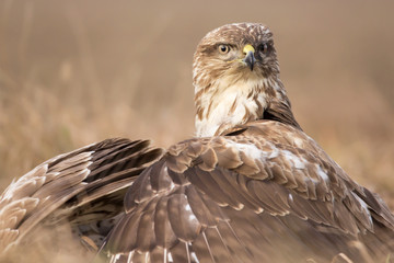 Common buzzard (Buteo buteo) in natural habitat, buzzards fighting for prey in the grass on the ground, agressive predatory hawk birds close up fight 