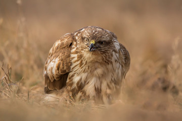 Common buzzard (Buteo buteo) in natural habitat, hawk bird in the grass on the ground, predatory...