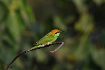 Bee eater on a branch