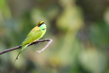 Bee eater on a branch